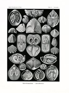 Spirobranchia，1899-1904 作者 德国学校