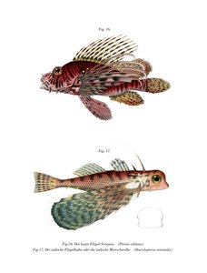 斑鳍狮鱼（彩色印刷品 作者 德国学校