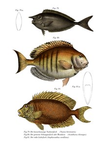 斑点独角兽（彩色石版画） 作者 德国学校