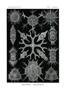 Spumellaria，1899-1904 作者 德国学校