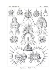 Spyroidea，1899-1904 作者 德国学校