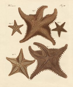 海星 作者 德国学校