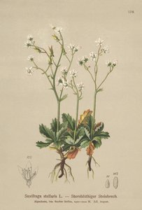 Starry Saxifrage（Saxifraga stellaris） 作者 德国学校