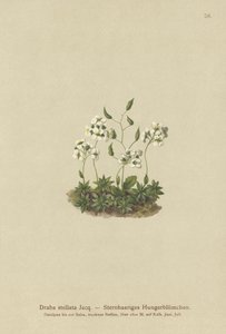 Stellated Whitlow-grass（Draba stellata） 作者 德国学校