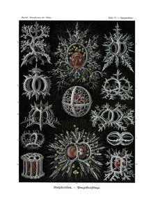 Stephoidea，1899-1904 作者 德国学校