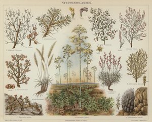 草原植物（彩色石印 作者 德国学校
