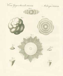 Strange hailstones (coloured engraving) 作者 德国学校