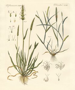 奇怪的牧草种类 作者 德国学校