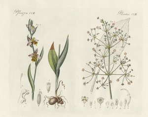 奇异植物（彩色雕刻） 作者 德国学校
