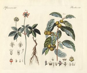 奇异植物（彩色雕刻） 作者 德国学校