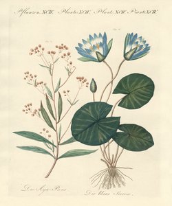 奇怪的植物 作者 德国学校