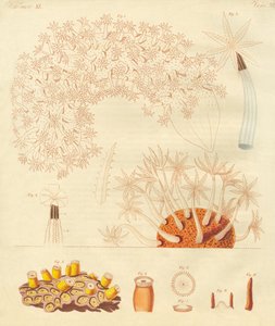 奇怪的蠕虫，动物植物（彩色雕刻） 作者 德国学校