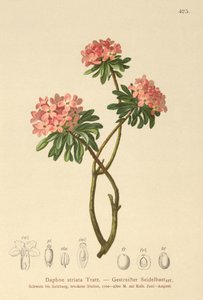 条纹达芙妮（Daphne striata） 作者 德国学校