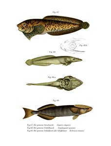条纹海螺(彩色平版) 作者 德国学校
