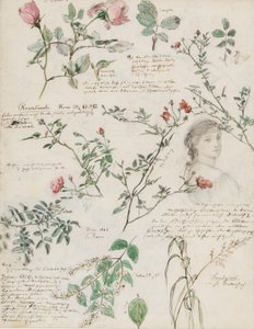 研究柏林和罗马潘科的植物和人物 作者 德国学校