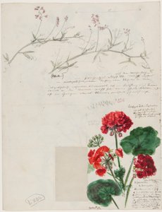 对罗马和潘科的植物和人物的研究，柏林，1868年 作者 德国学校
