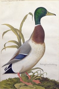 一只野鸭的研究，c.1790（纸上有水粉的wc）