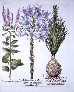 来自Hortus Eystettensis的Sultan Zambach Lily和Bulb，Veronica，由Basil Besler（1561-1629），酒吧。 1613（手工彩色雕刻） 作者 德国学校