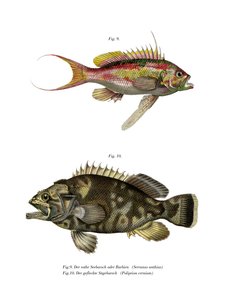 燕尾鲈鱼（彩色平版印刷品 作者 德国学校