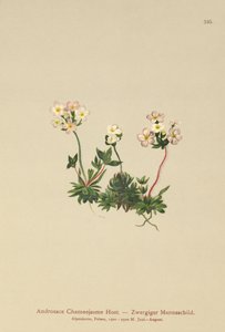 Sweetflower Rockjasmine（Androsace Chamaejasme） 作者 德国学校