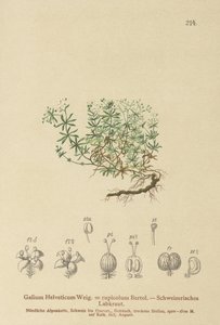 瑞士蓬子菜（殃Helveticum茜草rupicolum，茜草megalospermum） 作者 德国学校