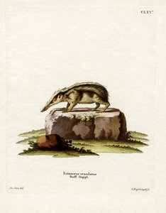 无尾 Tenrec（彩色雕刻） 作者 德国学校