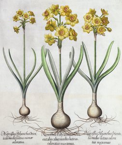 Tazetta Narcissi，来自Basil Besler（1561-1629）的Hortus Eystettensis，酒吧。 1613（手工彩色雕刻） 作者 德国学校