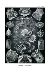 Teleostei，1899-1904 作者 德国学校