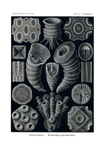 Tetracoralla，1899-1904 作者 德国学校