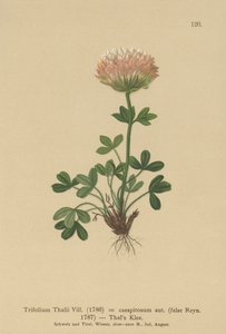 Thals Clover（Trifolium Thalii，Trifolium caespitosum） 作者 德国学校