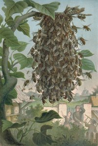 蜜蜂巢，19世纪末 作者 德国学校
