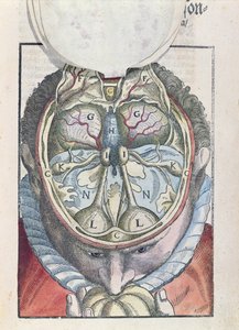 大脑，来自Ophthalmodouleia的Georg Bartisch（1535-1636）于1583年在德累斯顿出版（彩色木版画）