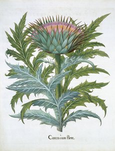 Cardoon，来自Basil Besler（1561-1629）的Hortus Eystettensis，酒吧。 1613（手工彩色雕刻） 作者 德国学校