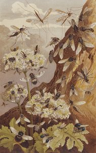 瘟疫的优势，来自Brehm的动物生命：动物王国的一般客户，第9卷，第493页，由Bibliographisches Institut出版，1892年 作者 德国学校