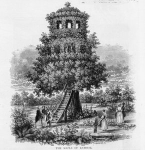 西班牙的Ratibor枫树，1893年