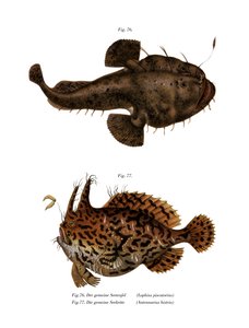 鮟鱇鱼（彩色平版画 作者 德国学校
