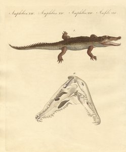 The crocodile from St. Domingo (coloured engraving) 作者 德国学校