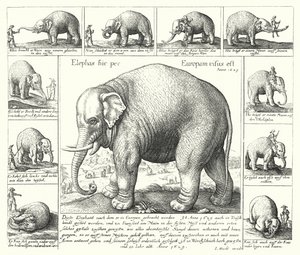 The docile elephant (engraving) 作者 德国学校