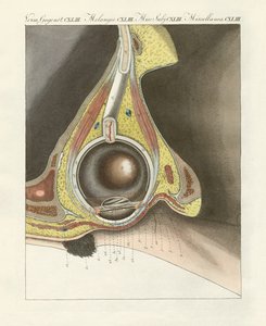 通过人眼描绘的面部器官（彩色雕刻） 作者 德国学校