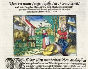 医学中蜂蜜的治疗和治疗用途，1573年斯特拉斯堡出版的德国药物论文插图（彩色木刻） 作者 德国学校