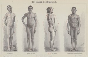 The human figure (engraving) 作者 德国学校