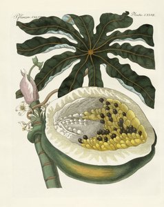 瓜子树或木瓜树（彩色雕刻）。 作者 德国学校