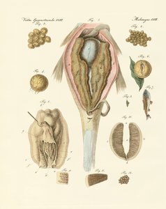鲤鱼的鱼子或卵巢和画家的贻贝，或鱼和画家的贻贝的演变（彩绘版）。 作者 德国学校