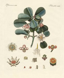 玫瑰色 clusia（彩色雕刻） 作者 德国学校