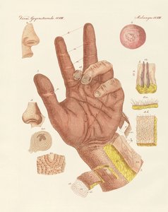 人体皮肤的感觉或视图（彩色雕刻） 作者 德国学校