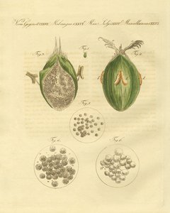 小麦的ustilaginomycotina（彩色雕刻）。 作者 德国学校