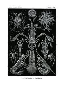 Thoracostraca，1899-1904 作者 德国学校