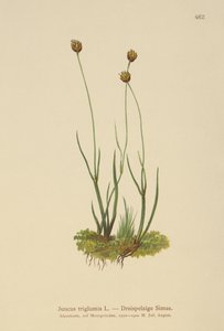 三壳蔺草（Juncus triglumis） 作者 德国学校