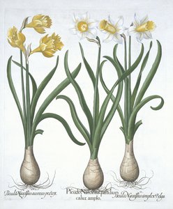 三个Pseudo-Narcissi，来自Hortus Eystettensis，由Basil Besler（1561-1629）酒吧。 1613（手工彩色雕刻） 作者 德国学校