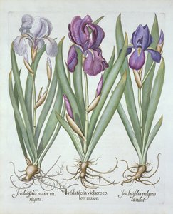 三种rhizomatous胡须虹膜，来自Hortus Eystettensis，由Basil Besler（1561-1629）酒吧。 1613 作者 德国学校